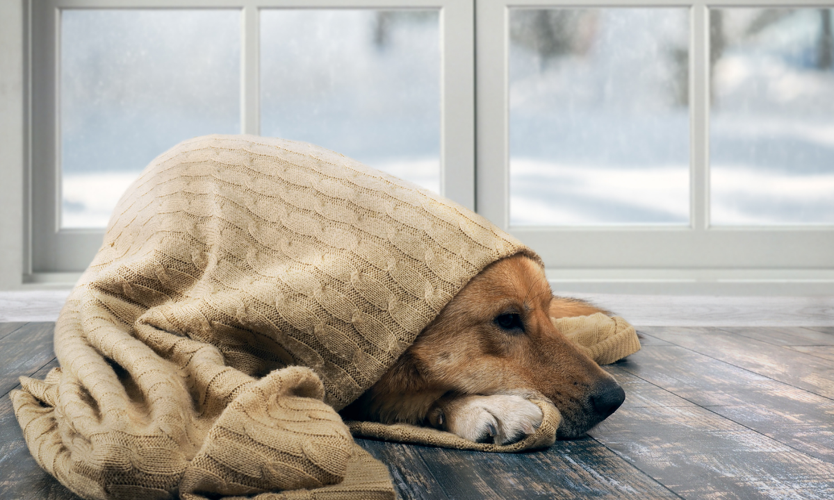 Best Insulated Dog Door Brands