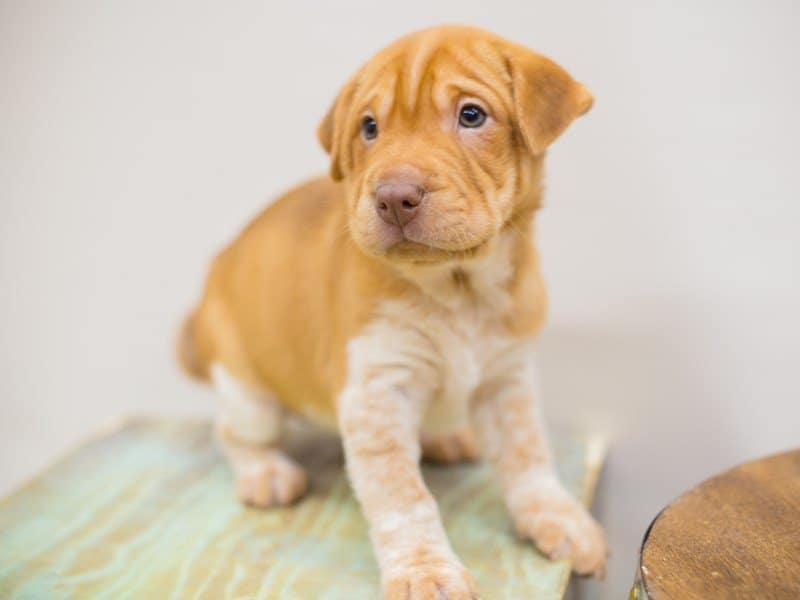 Mini Walrus Puppy