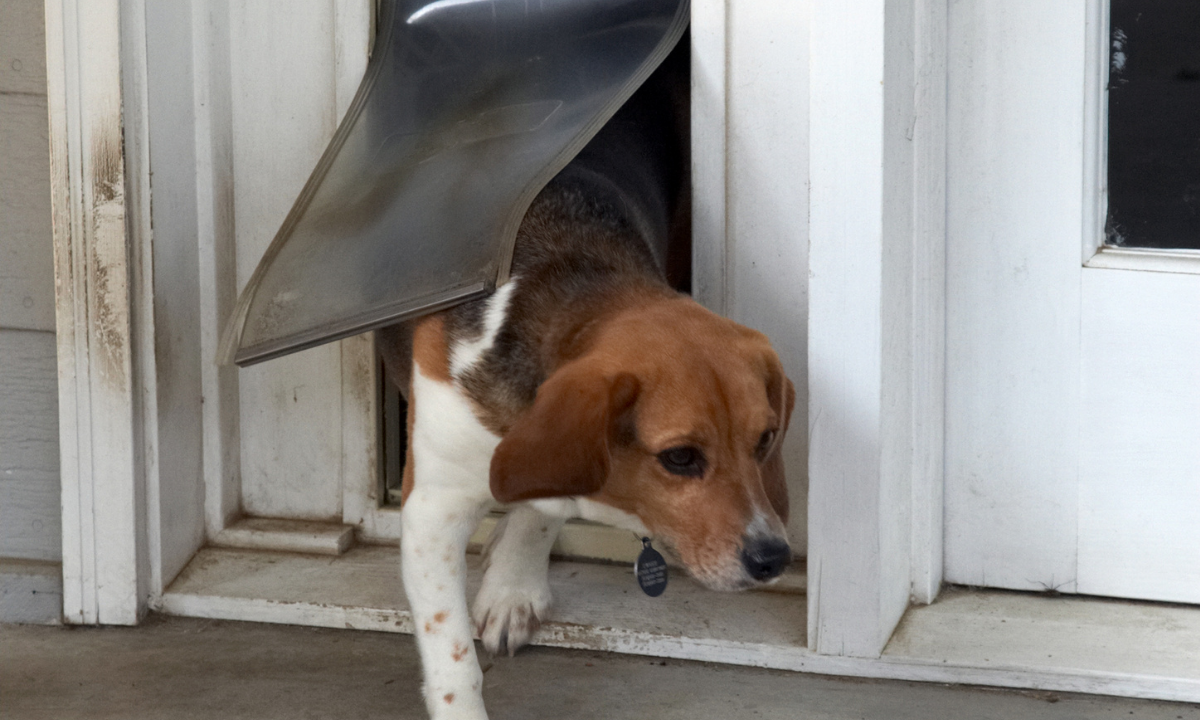 Best Energy-Efficient Dog Doors