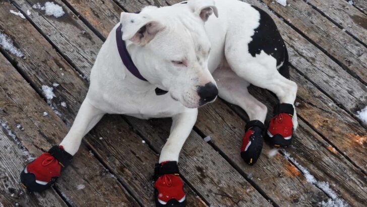 Things You Need To Know About Dog Footwear – Top Picks