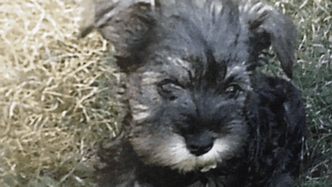 Why I Chose Annie the Mini-Schnauzer