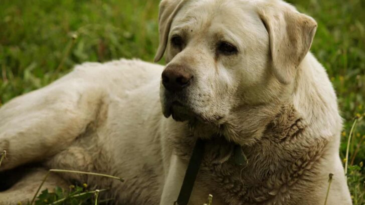 Why Dog Wipes are Better than Baby Wipes for Your Dog