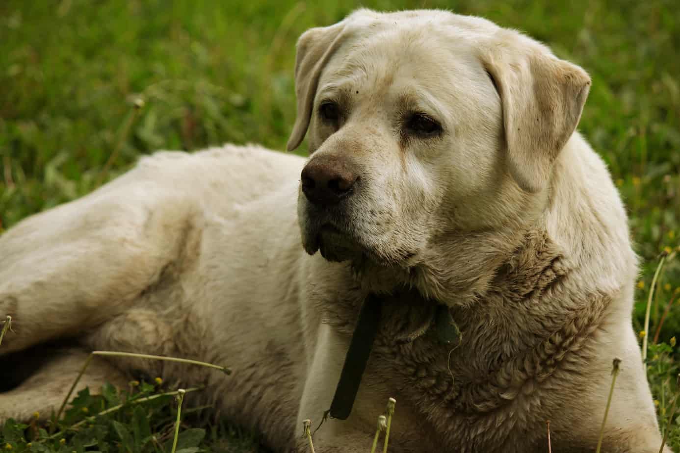 dog cleansing wipes