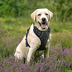 Best Dog Harness for Big Dogs