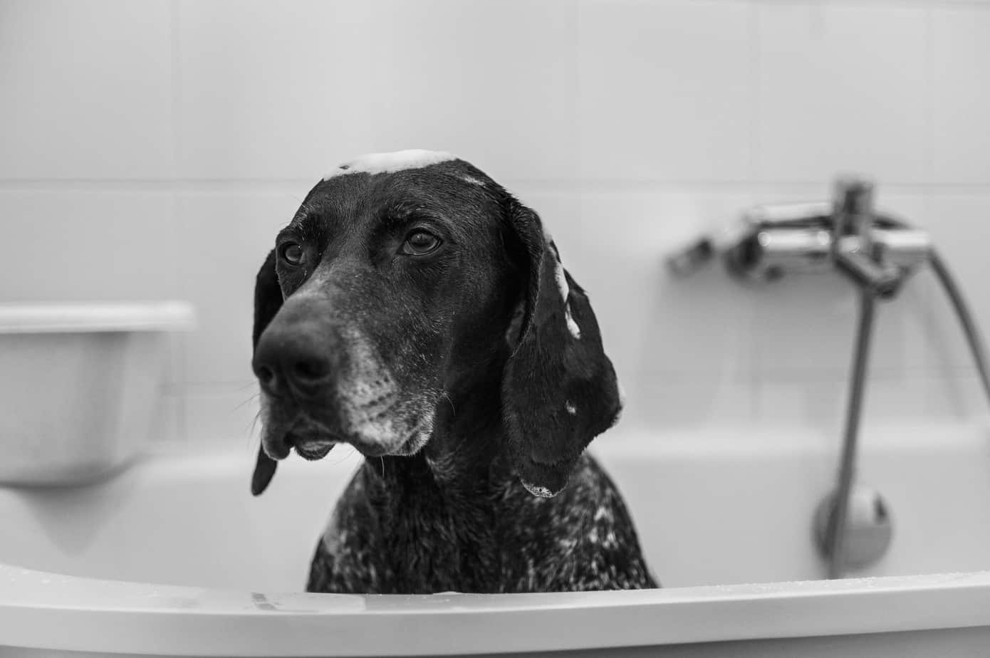 How to Get the Gum out of a Dog's Fur (5 Easy Methods) Scout Knows