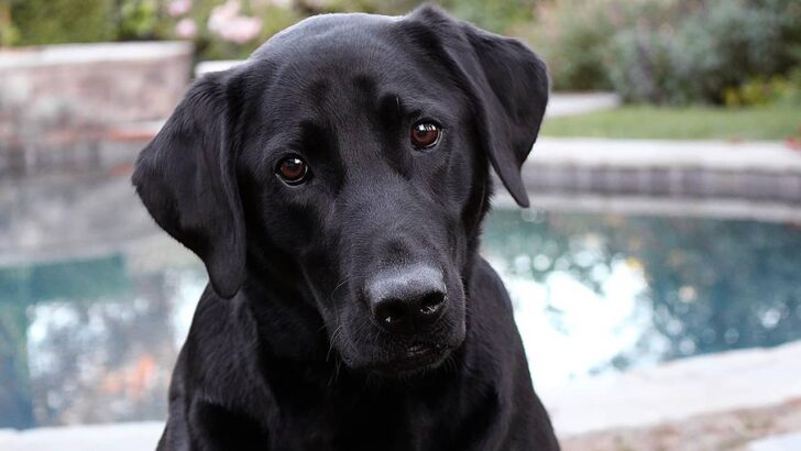 Best Dog Food for Labs