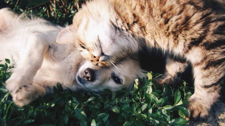 Dog-Proof Litter Boxes: What to Know, What to Do, and What to Buy