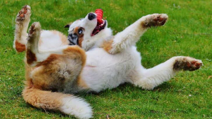 Best Indestructible Dog Chew Toys