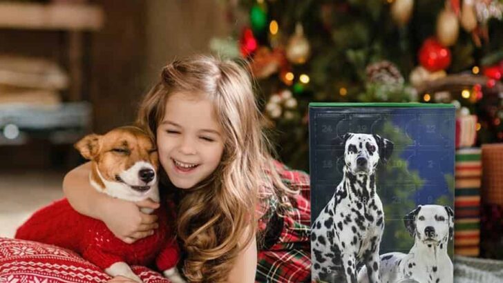 The Best Christmas Gifts for Your Dog