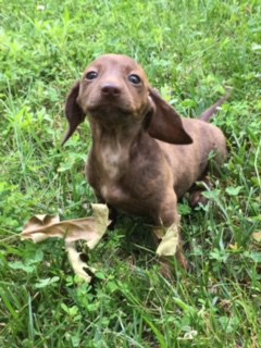 Potty Training Your Pup