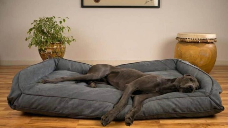 7 Best Dog Bed Ideas For Great Dane (DIY Options)