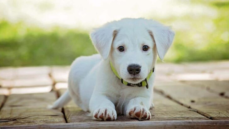 Best Way to Crate Train a Puppy