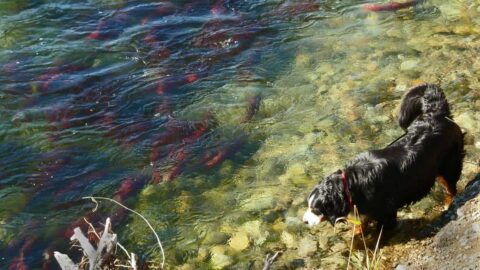 9 Reasons Why Your Dog Smells - And How To Fix It Scout Knows