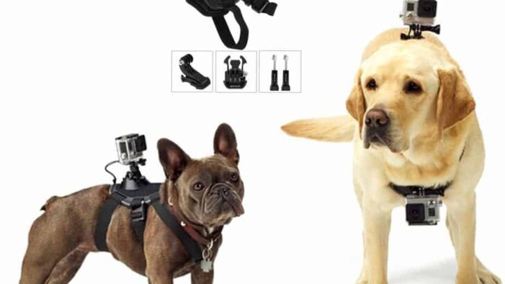 10 Top Rated Dog Collars and Harness Cameras