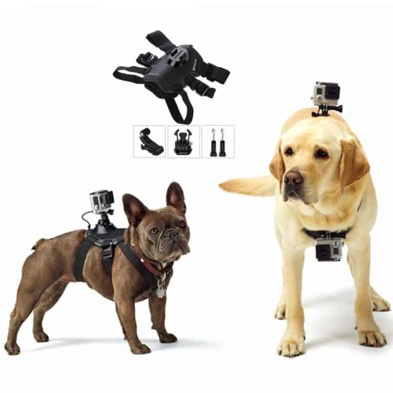Dog Collar Camera Buyer's Guide Scout Knows