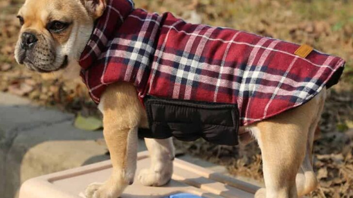 7 Best Dog Jackets for Cold Weather – Top Picks