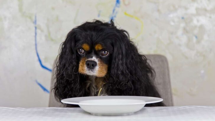 Food Breakdown: Dog Food Superingredients