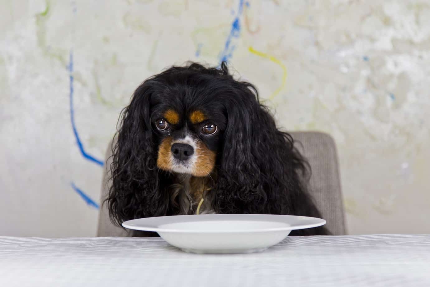 dog food and water mat