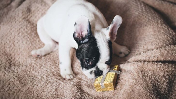 Gift Guide: The Best Gifts for Dog Parents