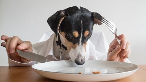 10 Best Homemade Dog Food Recipies (Easy Step by Step Guide)