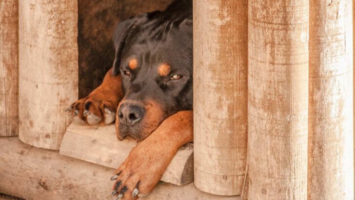 Buying a Dog House: Complete Buyer’s Guide & What You Need To Know