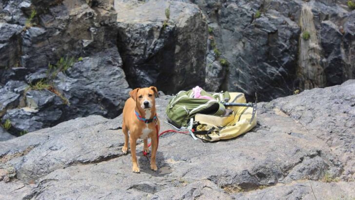 Great Outdoor Activities for You and Your Dog