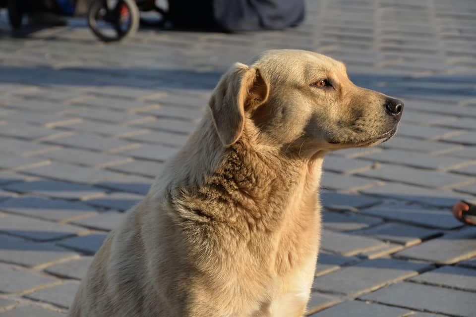 Where To Get a Dog In New York Scout Knows