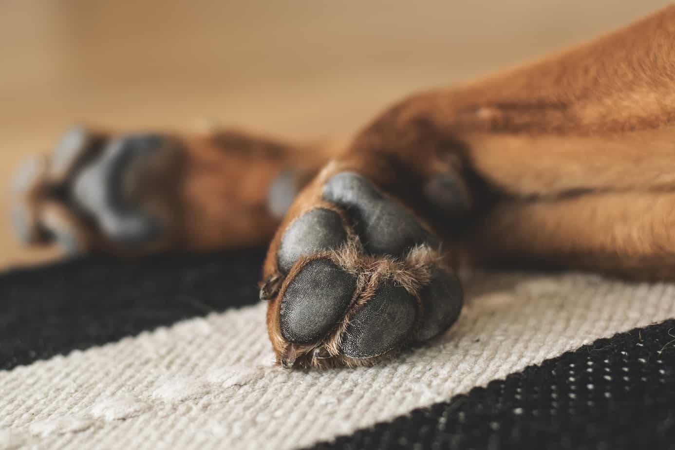 How To Stop Dog From Licking Paws Natural Solutions Scout Knows