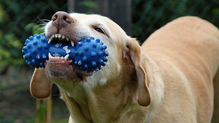 Doggy Dental Care