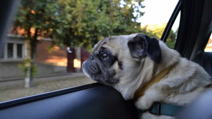 On The Road: Feeding Your Dog on Roadtrips