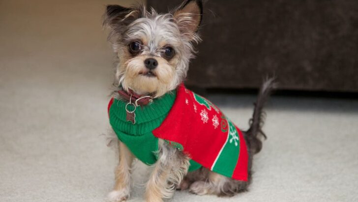 Master The Ugly Dog Sweater: A Holiday Gift Guide For Pets