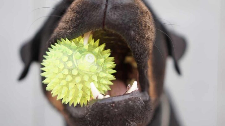 Inside a Dog’s Mouth: Putting the Hygiene Rumor to the Rest