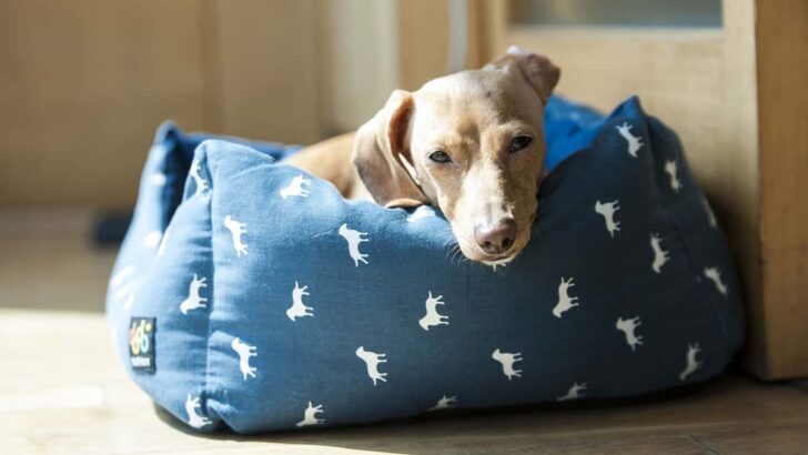 Best Orthopedic Dog Bed