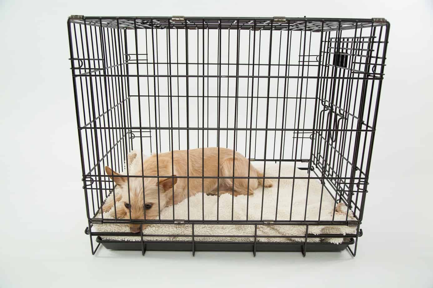 Best Dog Crate Trays, Pans and Alternatives (Reviews & Buyers's Guide)