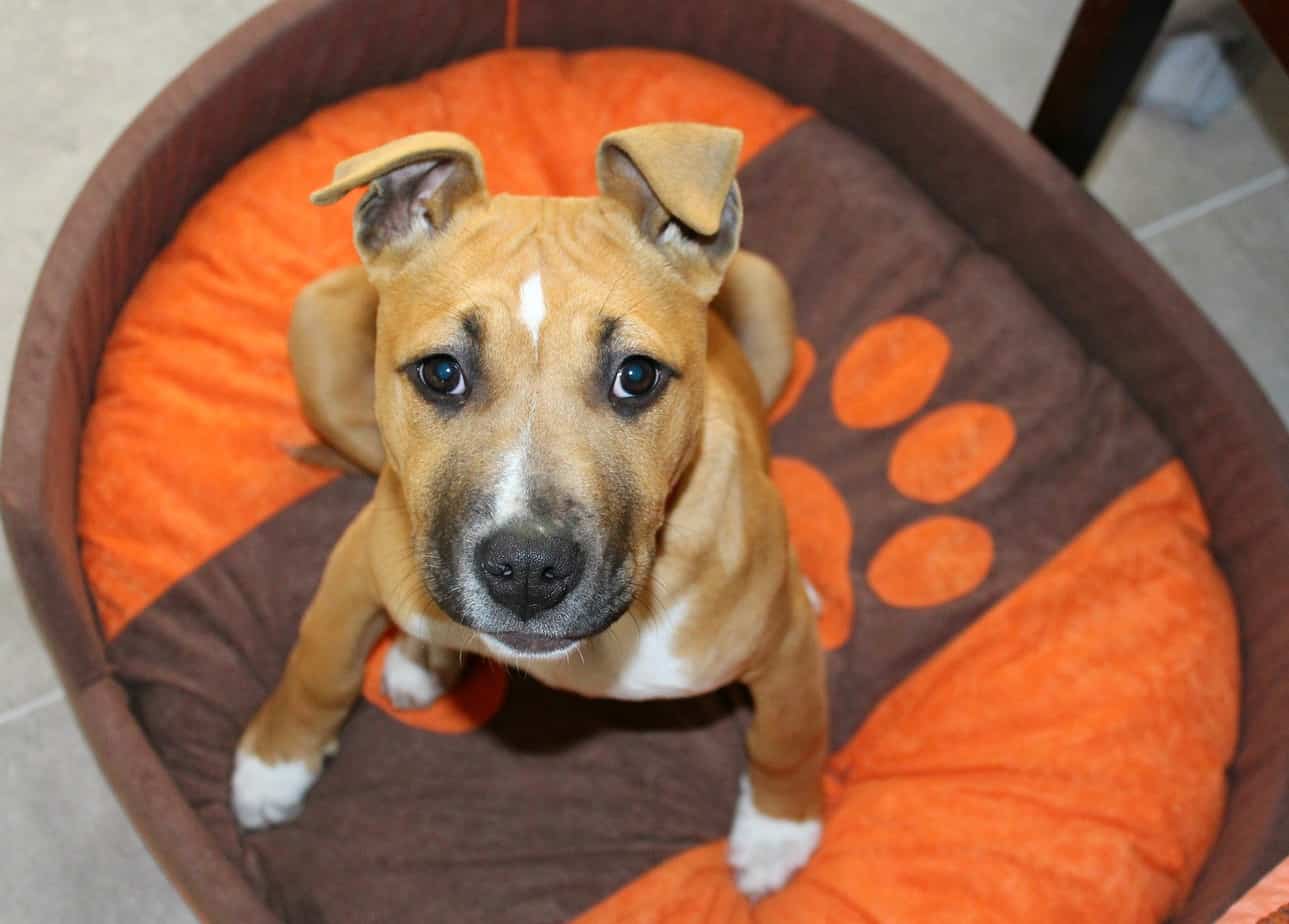 dog chewing crate tray