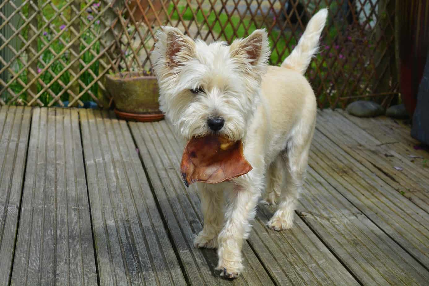the-best-natural-dog-foods-scout-knows