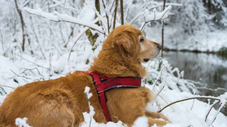 Best Life Jackets for Golden Retrievers