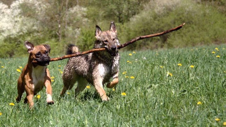 Keeping Your Dog Safe During Tick Season