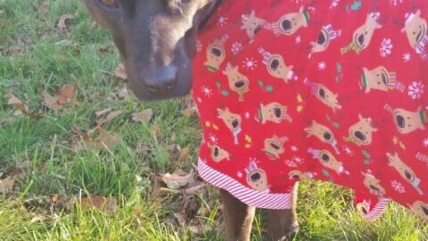 The Holliest-Jolliest Christmas Pajamas for Your Dog