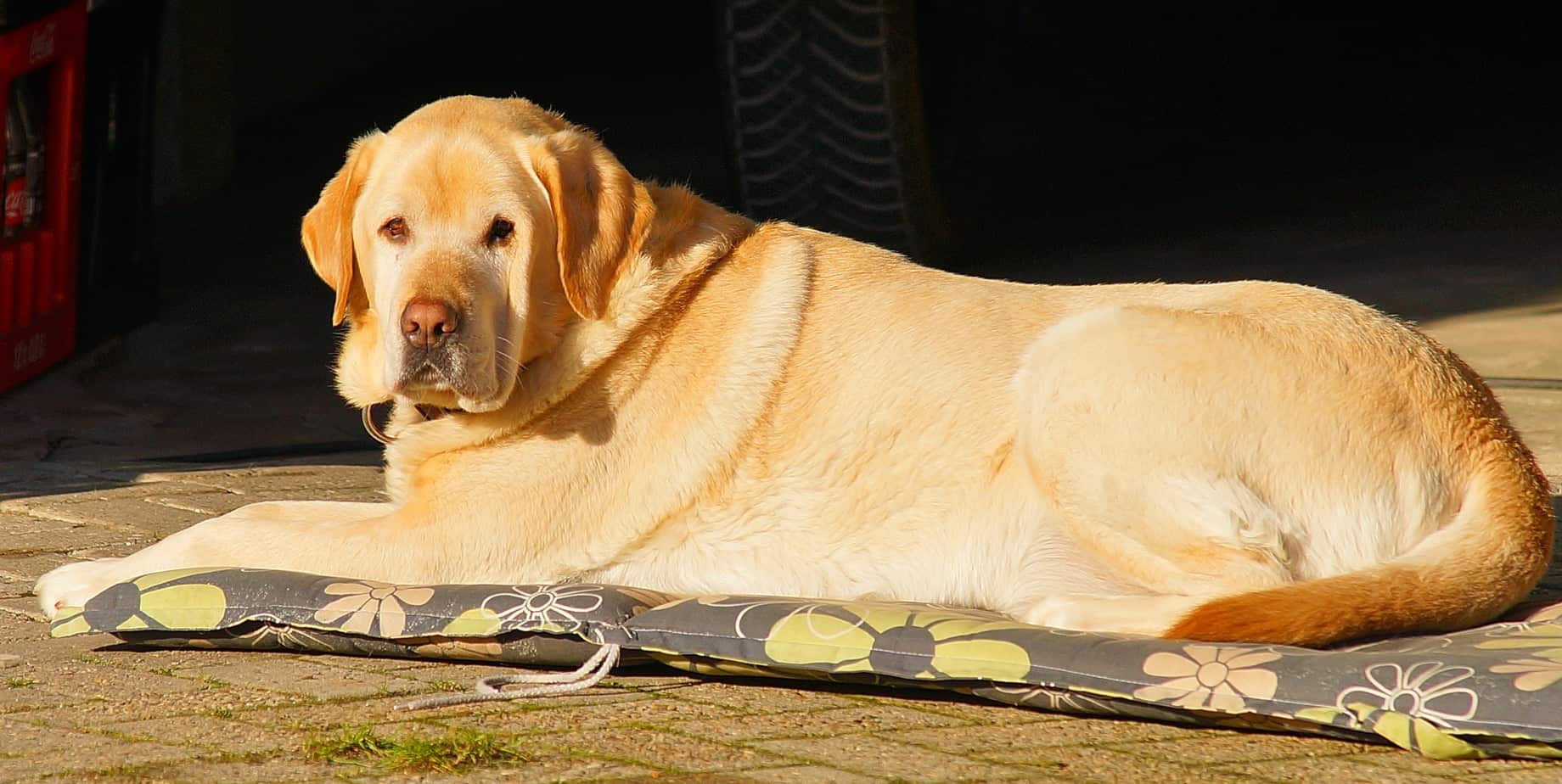 How To Fatten Up A Dog Scout Knows how-to-fatten-up-a-dog-scout-knows