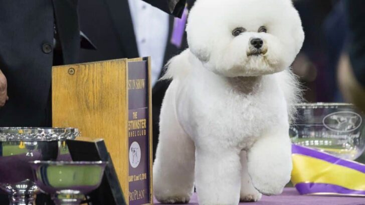 Westminster Best in Show | Behind the Scenes