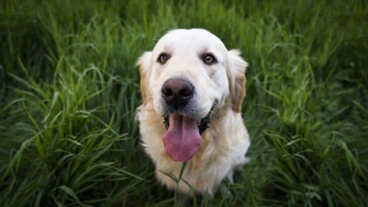 6 Best Dog Foods for Golden Retrievers with Allergies