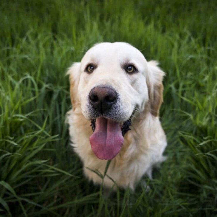 Best Companion Dogs For Golden Retrievers To Get Along With