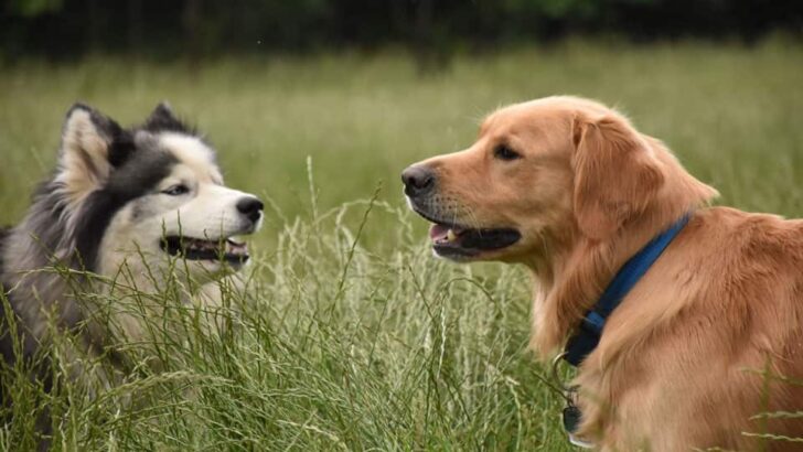 Best Companions for Golden Retrievers: Dog Breeds They’ll Get Along With