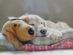 How to Cope When Your Dog has Cushing’s Disease