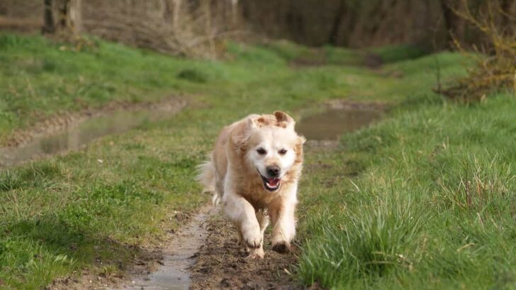 6 Most Beautiful Golden Retriever Mixes You Must See