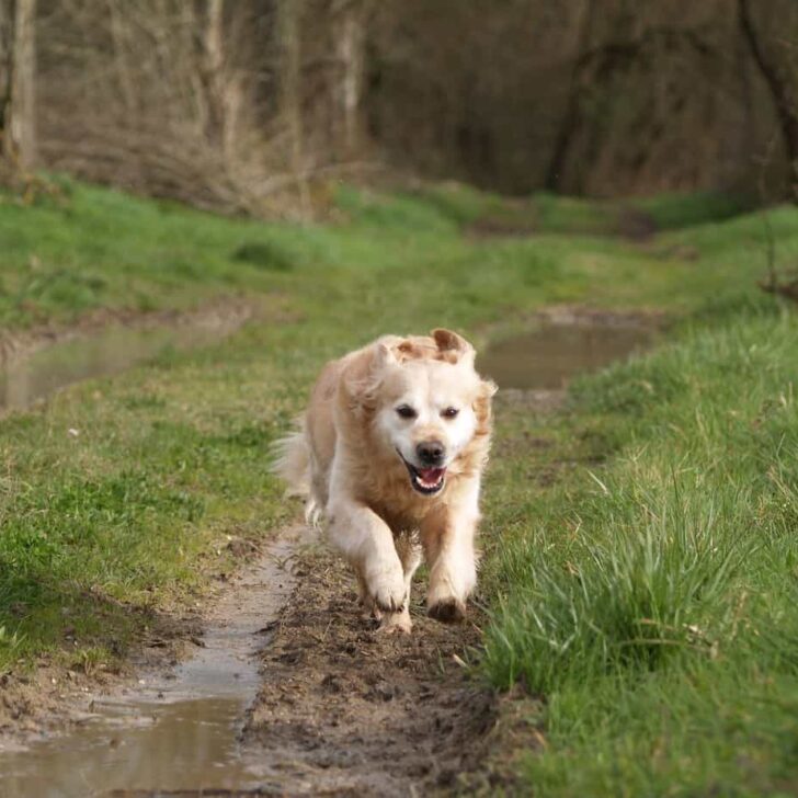 Best Companion Dogs For Golden Retrievers To Get Along With