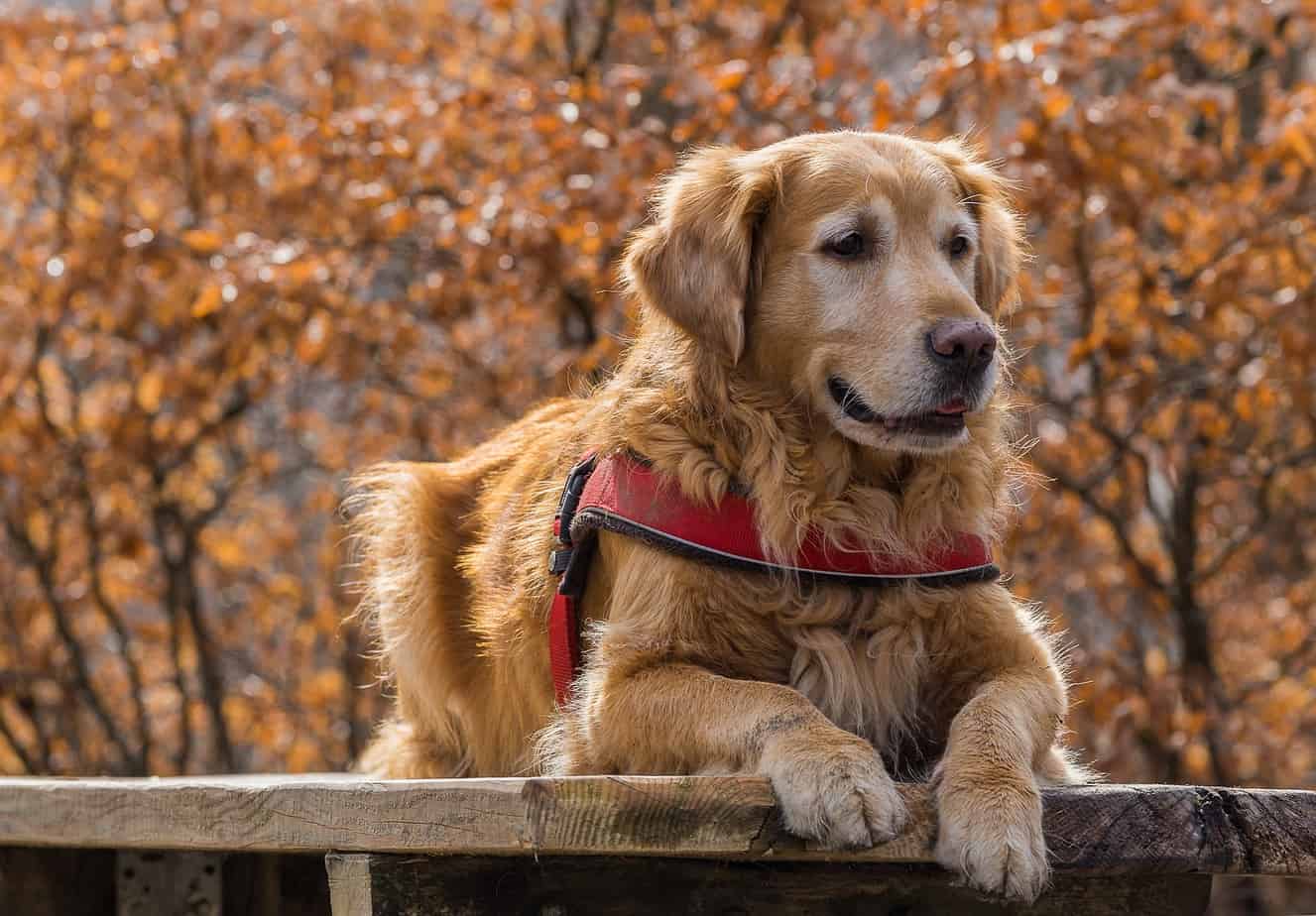 Best Life Jackets for Golden Retrievers Scout Knows