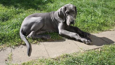 9 Best Foods for Great Dane Puppies (Review & Recall)