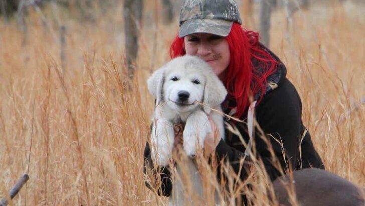 Why You Should Choose Great Pyrenees When You Have a Cat